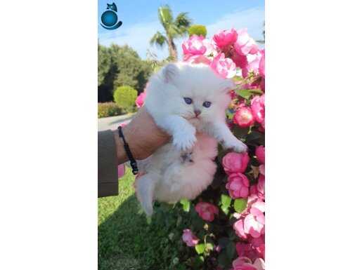 Top Kafa Safkan British Longhair Yavrumuz 