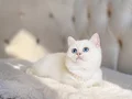 TEDDY BEAR İRİ GÖZ AYI SURAT SAFKAN BRİTİSH YAVRUM 