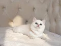TEDDY BEAR İRİ GÖZ AYI SURAT SAFKAN BRİTİSH YAVRUM 