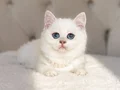 TEDDY BEAR İRİ GÖZ AYI SURAT SAFKAN BRİTİSH YAVRUM 