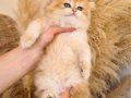 ŞEKER PORTAKALI SAFKAN GOLDEN NY12 BRİTİSH LONGHAİR YAVRUM