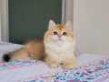 ALTIN BİBLO NADİDE GOLDEN BRİTİSH LONGHAİR YAVRUM