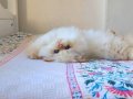 EMSALSİZ GÜZELLİK BEBEK SURAT BRİTİSH LONG REDPOİNT YAVRUMUZ