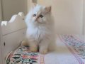 EMSALSİZ GÜZELLİK BEBEK SURAT BRİTİSH LONG REDPOİNT YAVRUMUZ