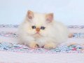 EMSALSİZ GÜZELLİK BEBEK SURAT BRİTİSH LONG REDPOİNT YAVRUMUZ