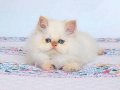 EMSALSİZ GÜZELLİK BEBEK SURAT BRİTİSH LONG REDPOİNT YAVRUMUZ
