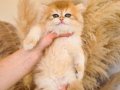 ŞEKER PORTAKALI SAFKAN GOLDEN NY12 BRİTİSH LONGHAİR YAVRUM