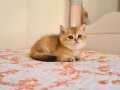 YOGİ KAFA PANDA SURAT BRİTİSH SHORTHAİR GOLDEN SAFKAN YAVRUM