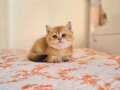 YOGİ KAFA PANDA SURAT BRİTİSH SHORTHAİR GOLDEN SAFKAN YAVRUM