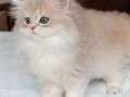 PUDRA RENK BLUE GOLDEN AY11 BRİTİSH LONGHAİR YAVRUM