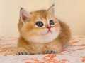 YOGİ KAFA PANDA SURAT BRİTİSH SHORTHAİR GOLDEN SAFKAN YAVRUM