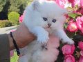 Top Kafa Safkan British Longhair Yavrumuz 