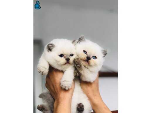 Mavi gözlü british shorthair blue point bebekler