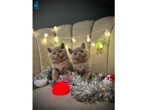 British Shorthair Lilac Erkek yavrular