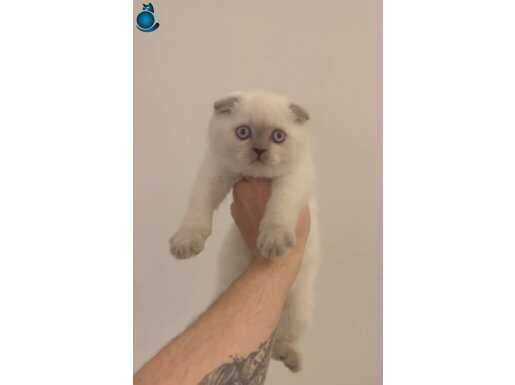 Scottish fold blue point erkek bebeğimiz 