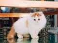 Red British Longhair Bebekleri Efsane