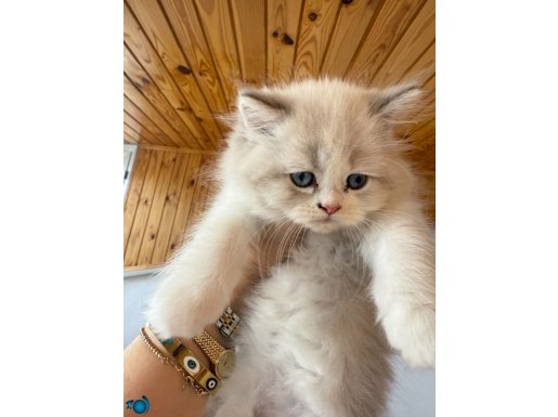 Muhteşem Irk Ragdoll Bicolor Longahir Yavrular
