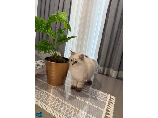 British Longhair Lynx point Erkek Yavru Yuva Arıyor