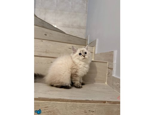 Mükemmel Güzelliktte Erkek Ragdoll Lynx Point