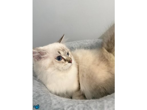 British Longhair Lynx Point Erkek 