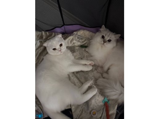 Dişi Kısır 1 Bucuk Yaşında Safkan 