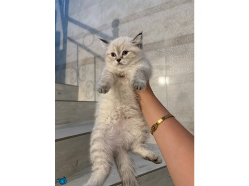 Dişi British Shorthair Bluepoint Yavru Yuva Arıyor