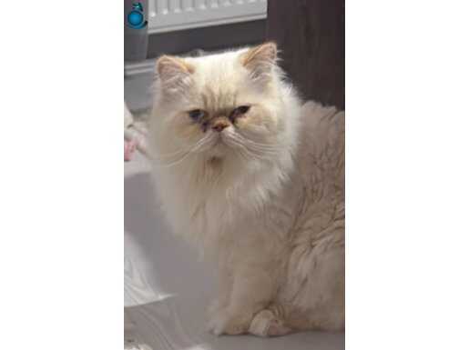 İran Red Point Erkek 