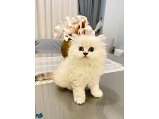 Dişi British Longhair Muhteşem Güzellikte Kedi