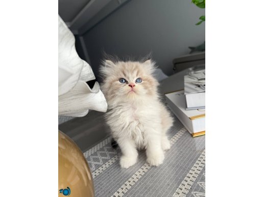 Biblo Gibi Erkek Ragdoll Bicolor 