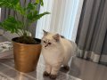 British Longhair Lynx point Erkek Yavru Yuva Arıyor