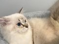 British Longhair Lynx Point Erkek 