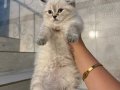 Dişi British Shorthair Bluepoint Yavru Yuva Arıyor