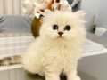 Dişi British Longhair Muhteşem Güzellikte Kedi