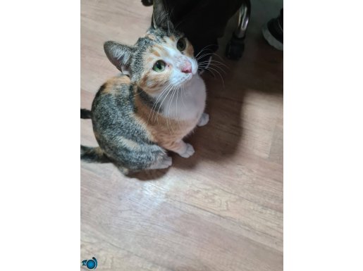 BU YEŞİL GÖZLER BU TATLILIK HİÇBİR KEDİDE YOK! ÇOk ACİLDİr