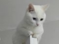 10 aylık Ankara kedim satılık adı Beka