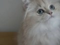 Şampiyon Soylu Safkan SCRli Erkek 
