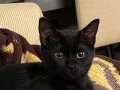 Siyah altı aylık kedimiz