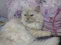 İran kedisi sakin yapılı tatlı minnoş