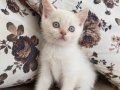 Blue poit 2 aylık yavru kedi 