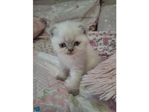 Sevimli yavru Bluepoint Scottish Fold