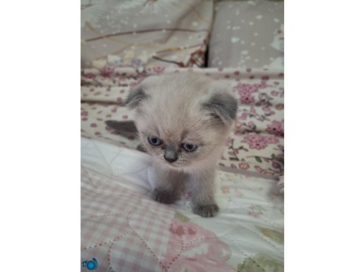 Sevimli Yavru Bluepoint Scottish Fold