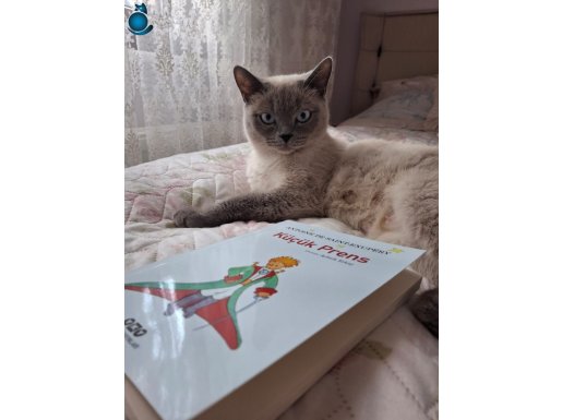 Cana yakın British Shorthair