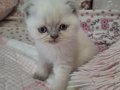 Sevimli yavru Bluepoint Scottish Fold