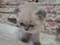 Sevimli Yavru Bluepoint Scottish Fold