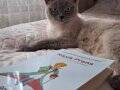 Cana yakın British Shorthair