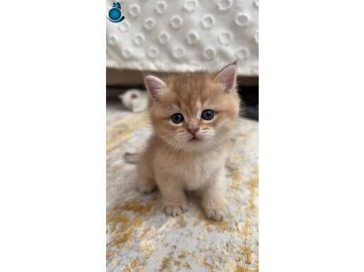 Orjinal golden yavrular