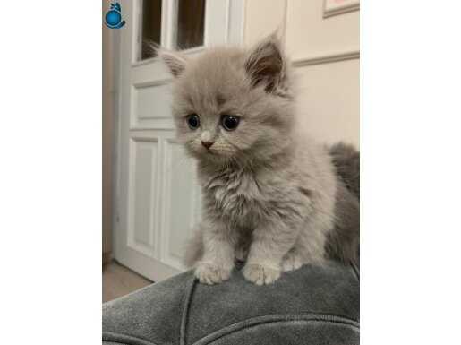 Orjinal brıtıhs long hair yavrular