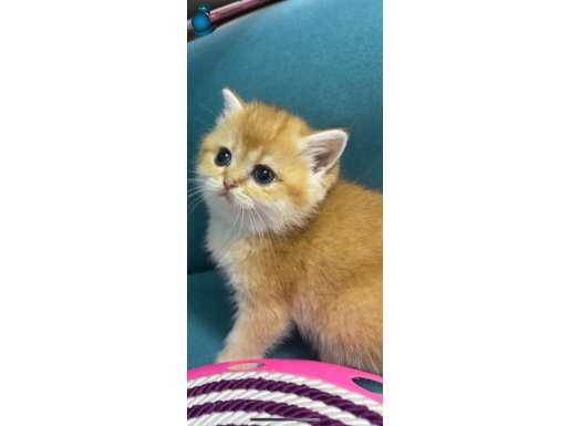 Anne baba scr'li yavrular 