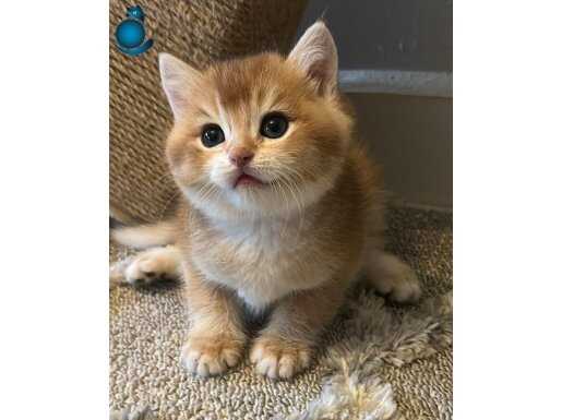 Anne baba full scr yavrular 