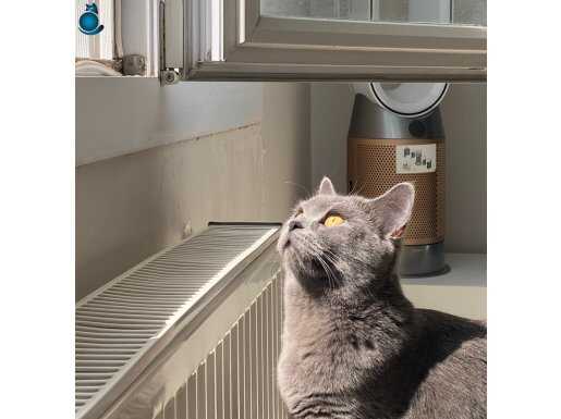 1 yaşında British Shorthair